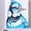 Blue Jay