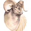 Ram