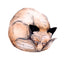 Fox Curl