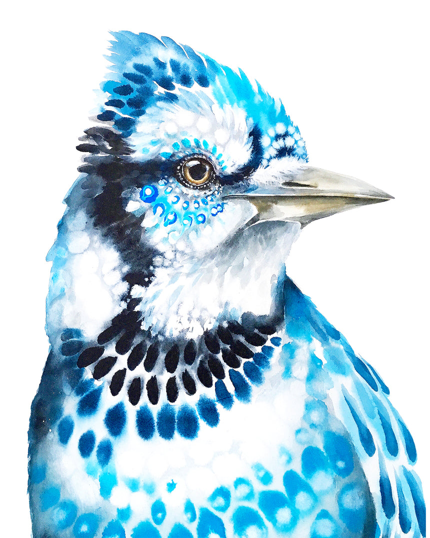 Blue Jay