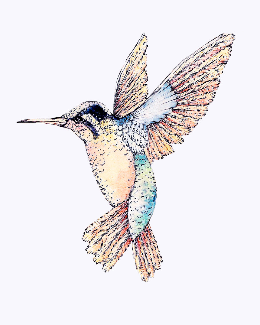 Hummingbird