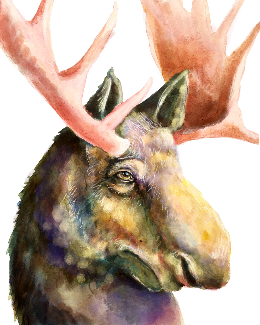 Moose