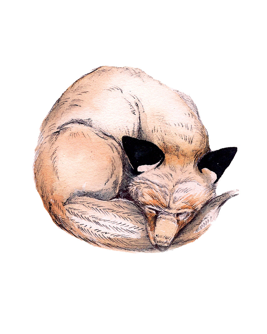 Fox Curl